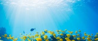 Жизнь в океане: общая характеристика